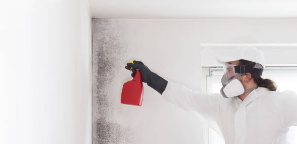 Best Mold Cleaning Services  in Southworth, WA